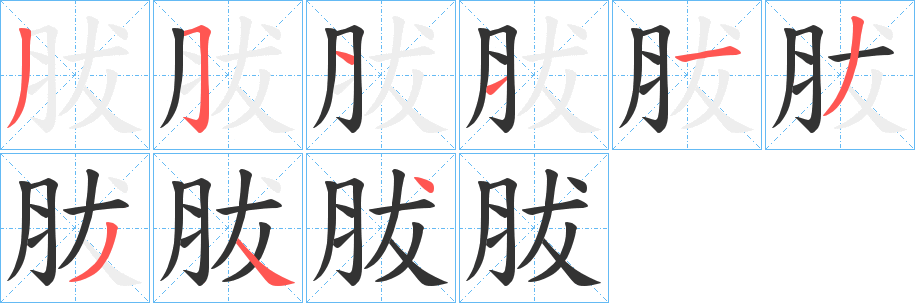 胈字的笔顺分布演示