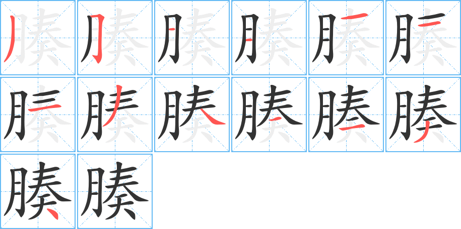 腠字的笔顺分布演示